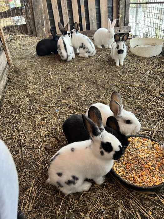 Vand/schimb iepuri, pui si maturi