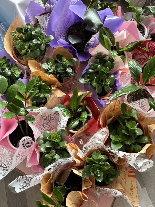 Домашние цветы по очень приятным  ценам