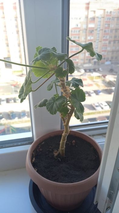 Продам комнатные цветы
