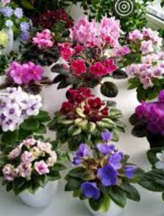 Фиалки от 250 тн и ввше