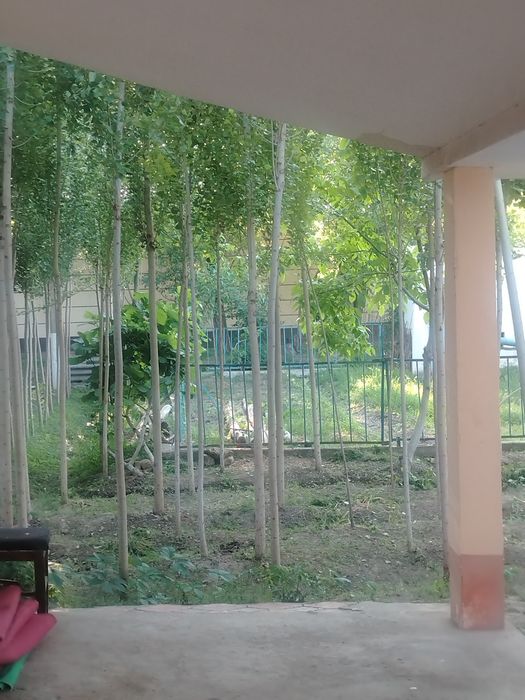 Terak ko'chatlar