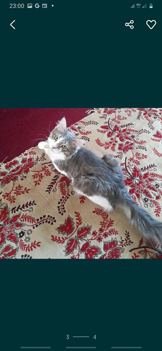 Отдам в добрые руки