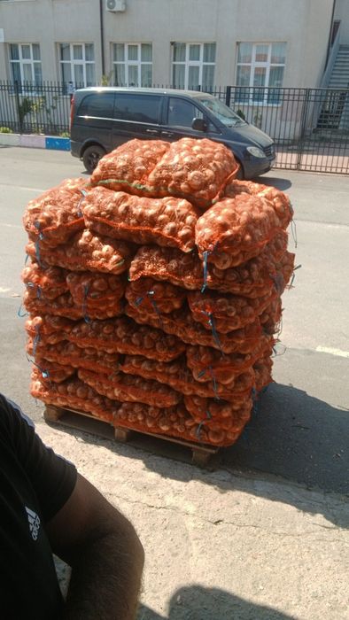 Vind ceapă plată