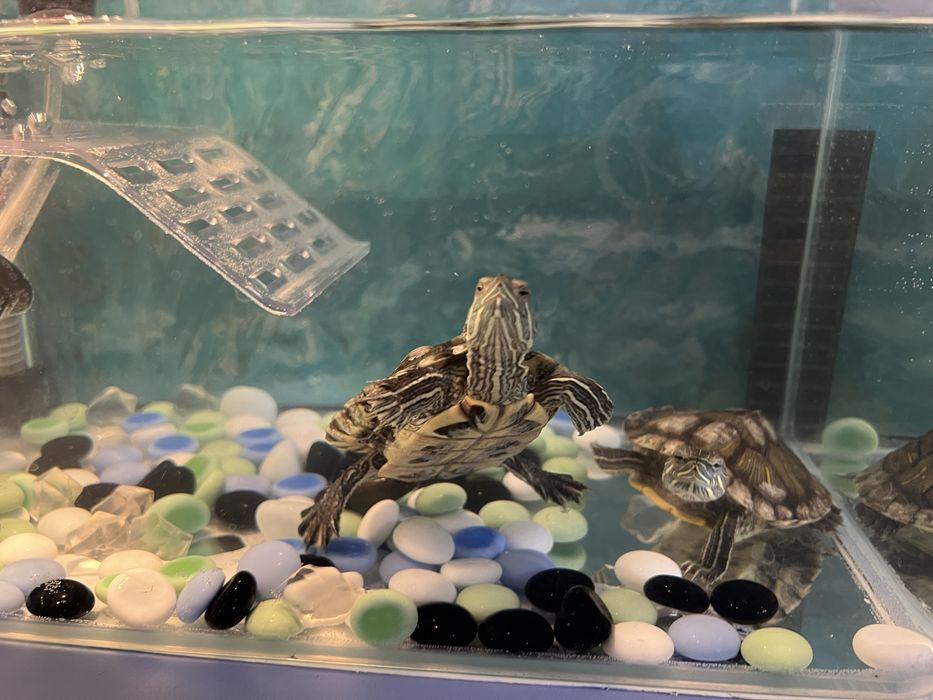 Красноухие китайские черепашки с аквариумом