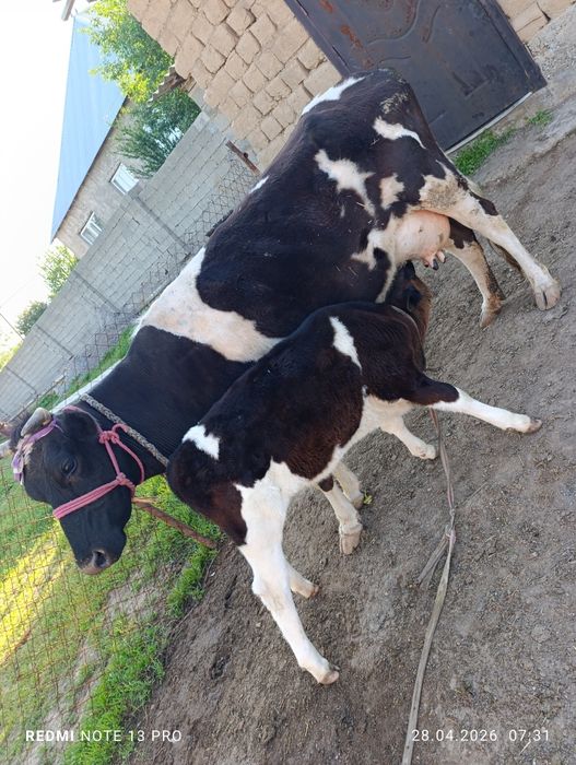 Сүтті сиыр сатылады