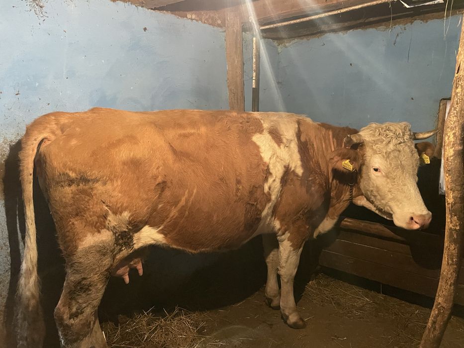 Vand vaca balțată româneasca