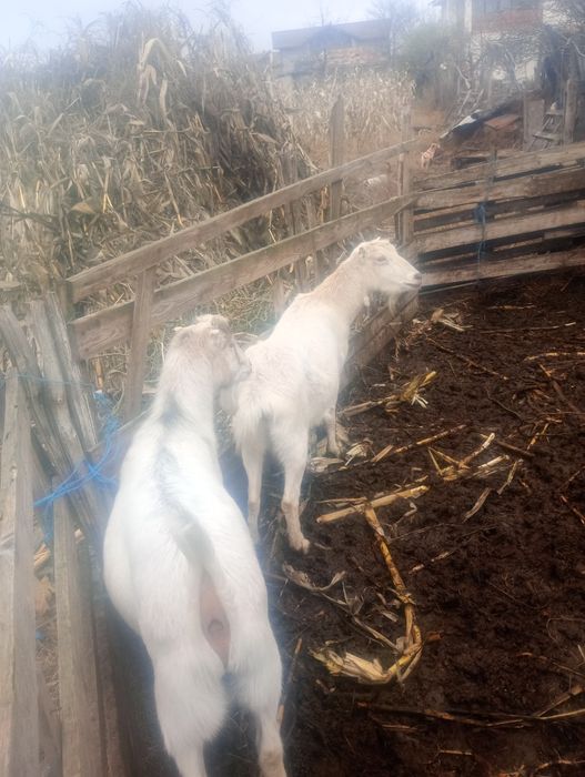 Capre iedite și tapisori