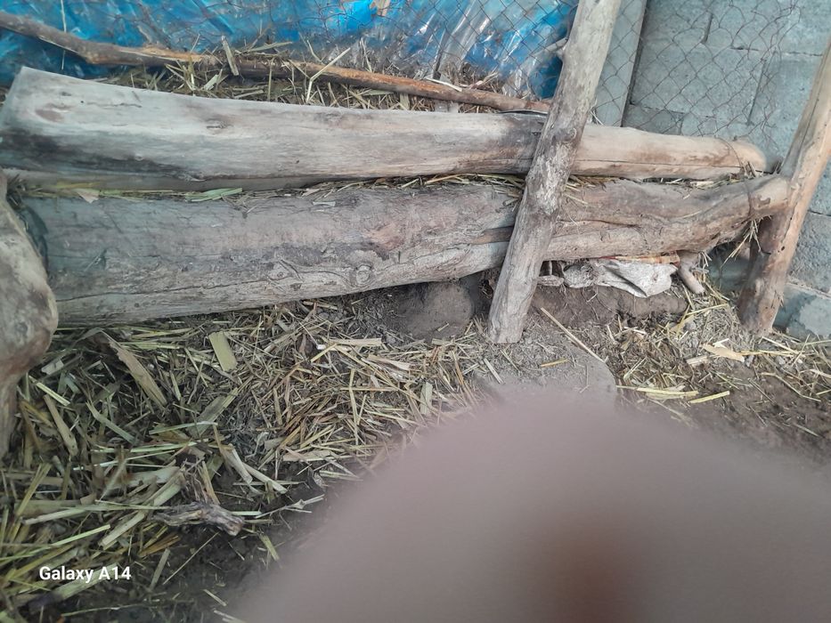 Yogoq daraxti sotladi