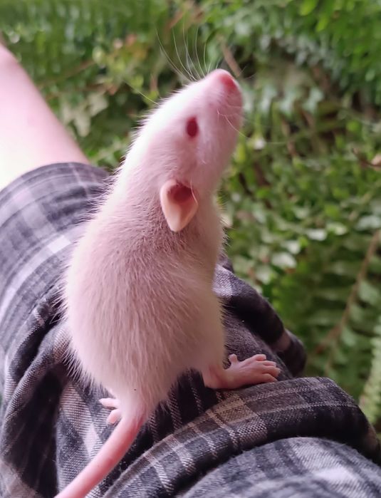 Продаются декоративные дамбо крысы 
Очень умные, спокойные и ручные.