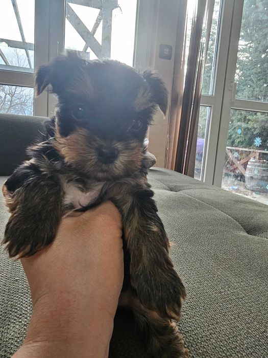 Мини Йоркширски Териер