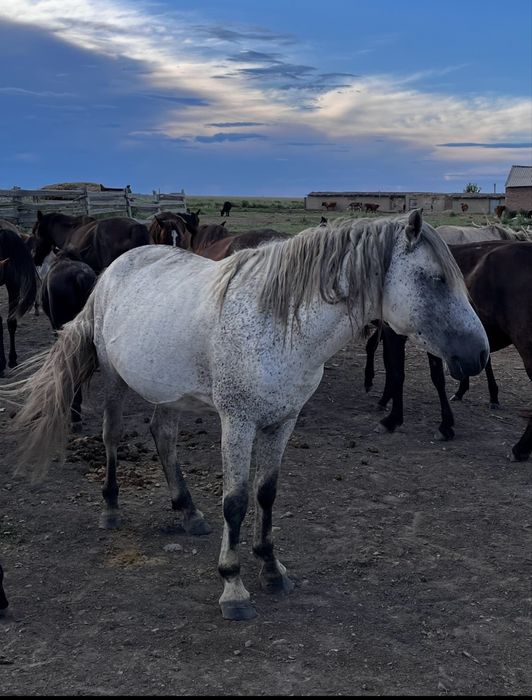 Айгыр ат сатылады