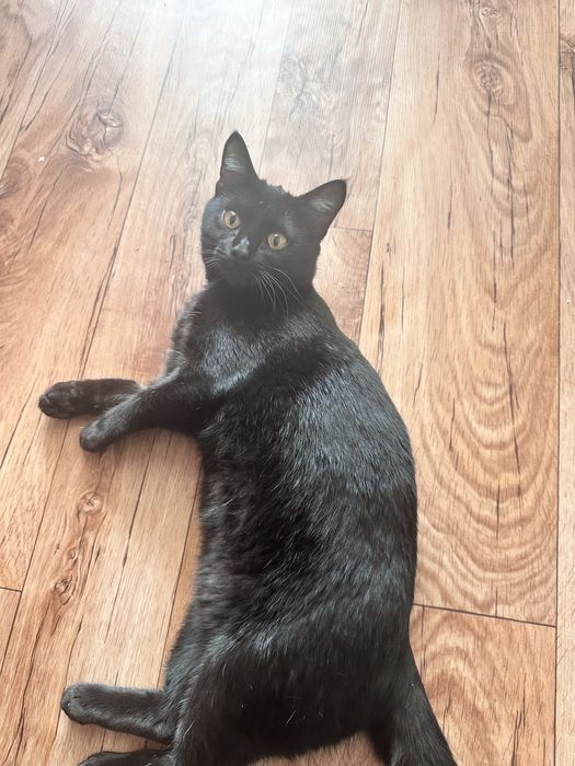 Пропала кошка, зовут Багира