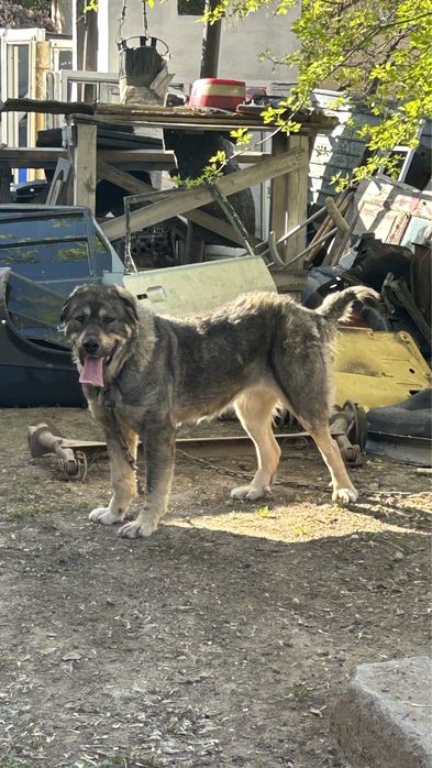 Продам суку сао.