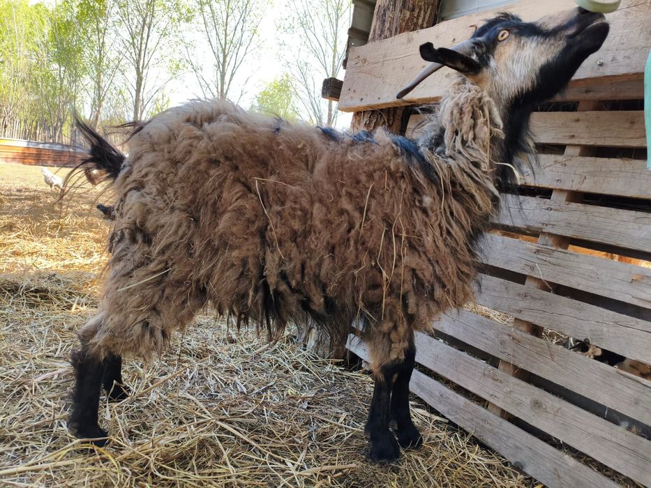 продам трёх казлов