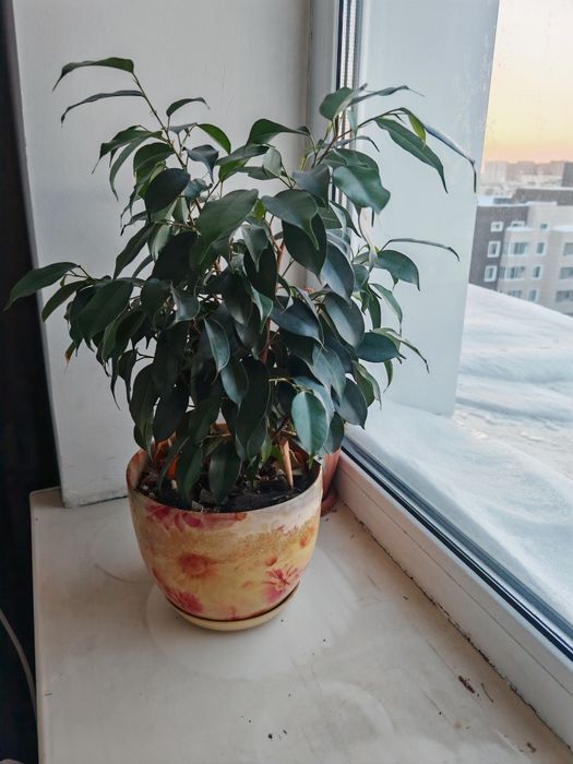 Продам цветы фикус бенджамина