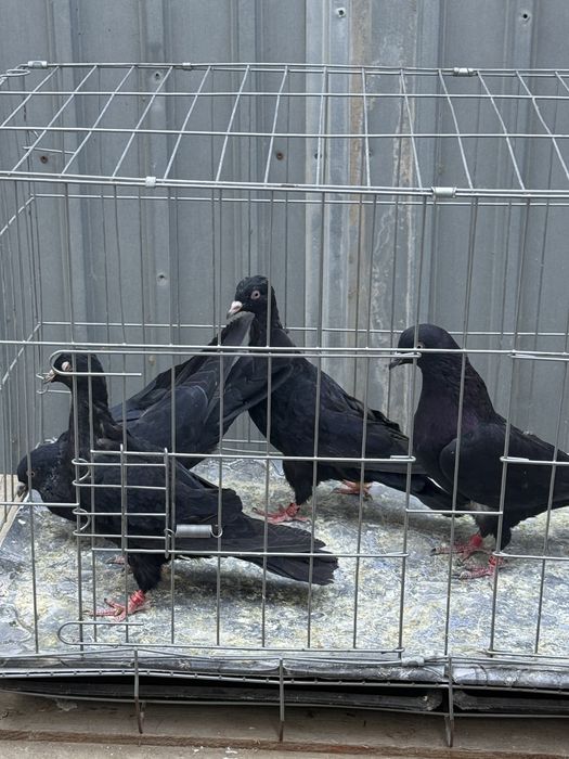 Голуби жуки бакинцы