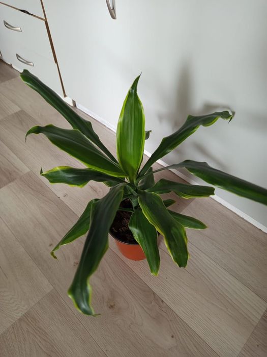 Цветы разные, комнатные цветы