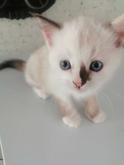 Котенок 1 месяц бесплатно