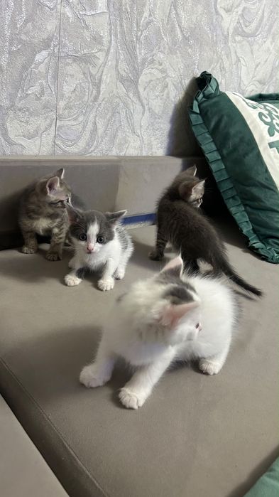 Бесплатно котята и кошка