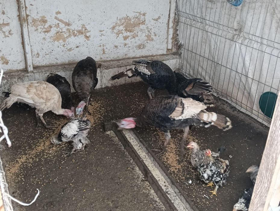 Vând curci de țară