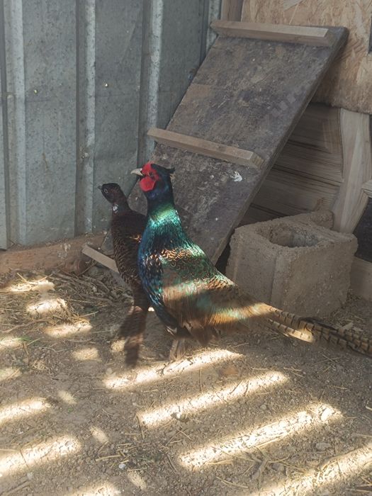 Фазан.   қырғауыл