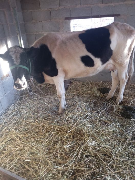 Корова с теленком .