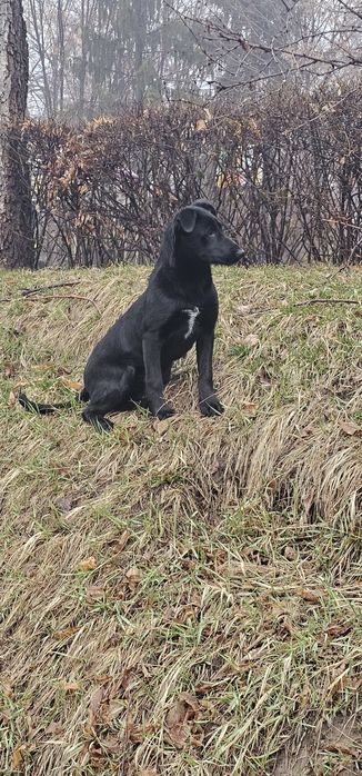 Собачка в добрые руки