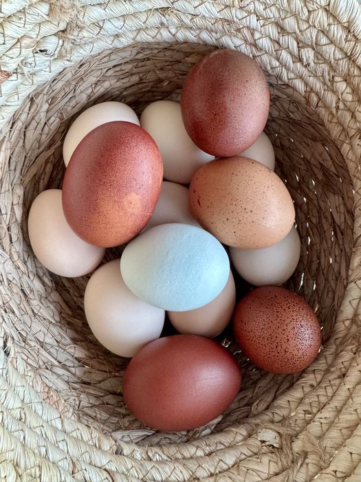 Vand oua bio pentru consum