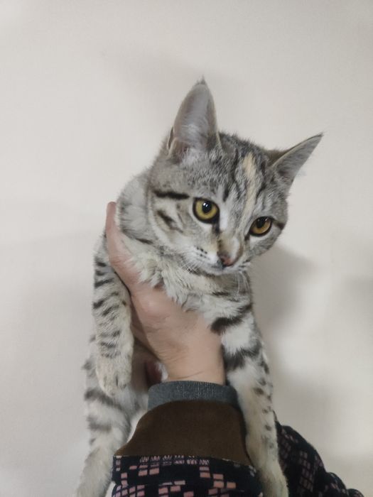 Отдам в добрые руки