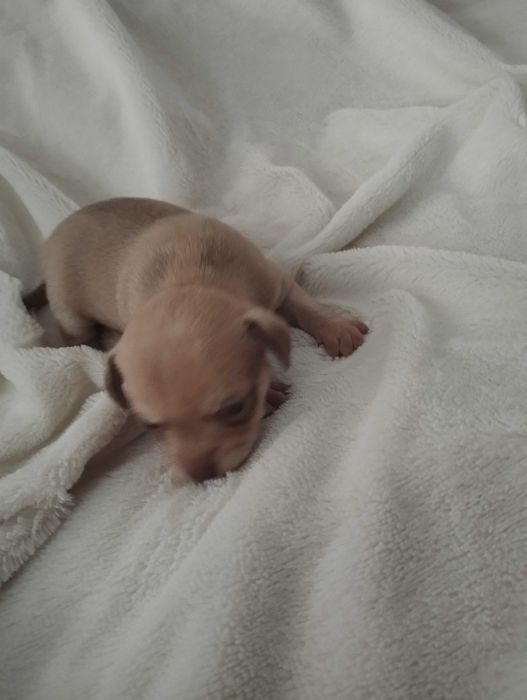 Чихуахуа щенки бронь