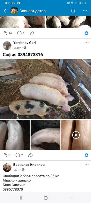 Продавам малки прасенца намират се в село Доганово