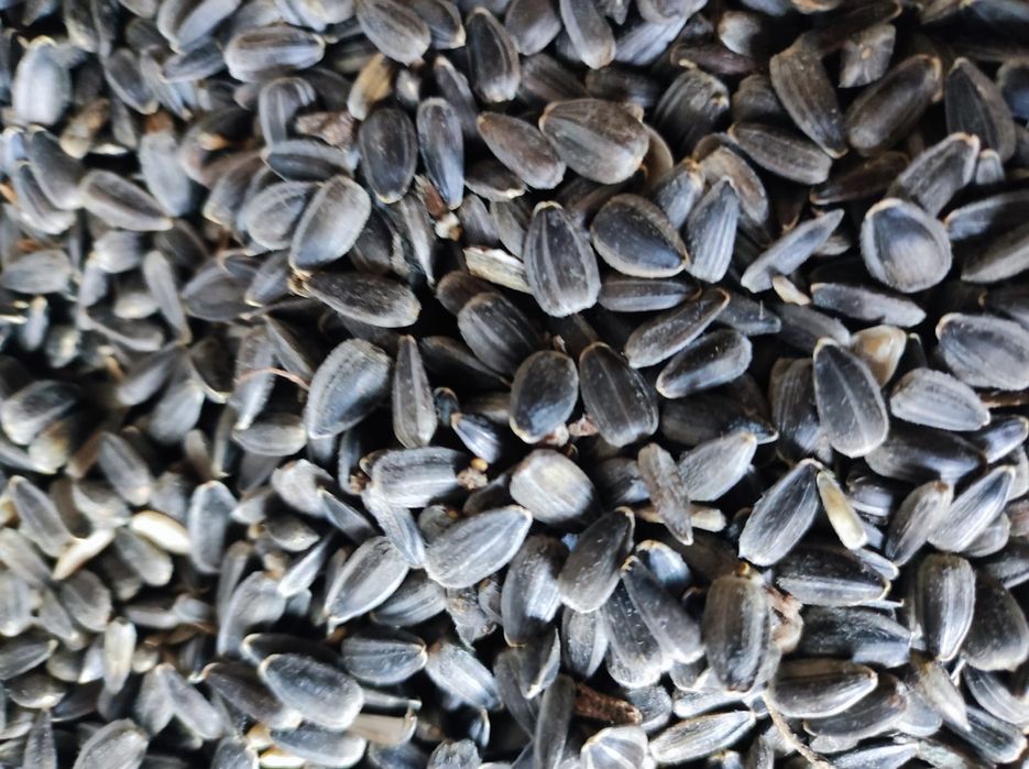 Vând floarea soarelui Recolta anului 2025