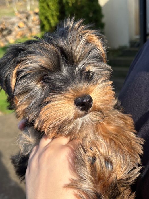 Йоркширски териер