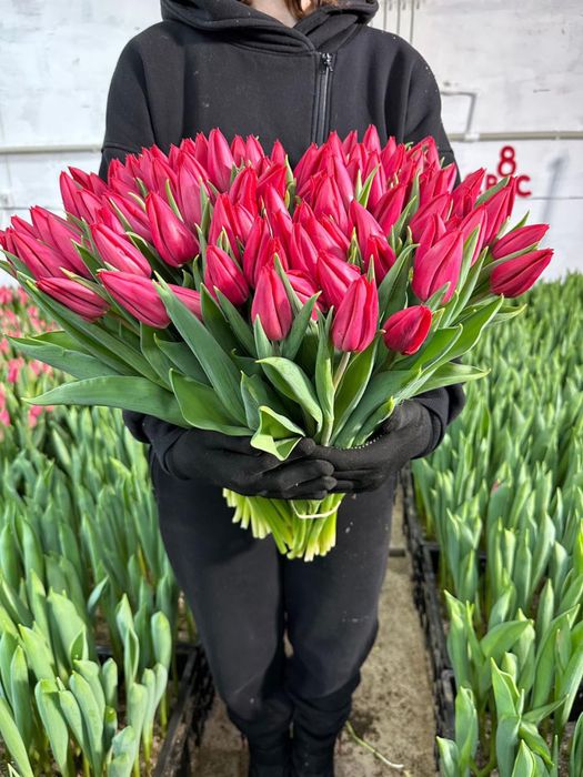 тюльпаны $$ в розницу