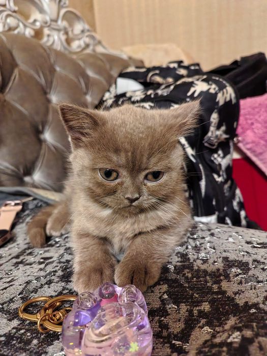 Продам котят Скотиш Фолд от 5 до 10тыс