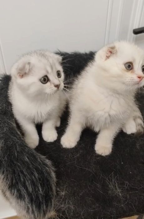 Скоттиш фолд мальчик и девочка.