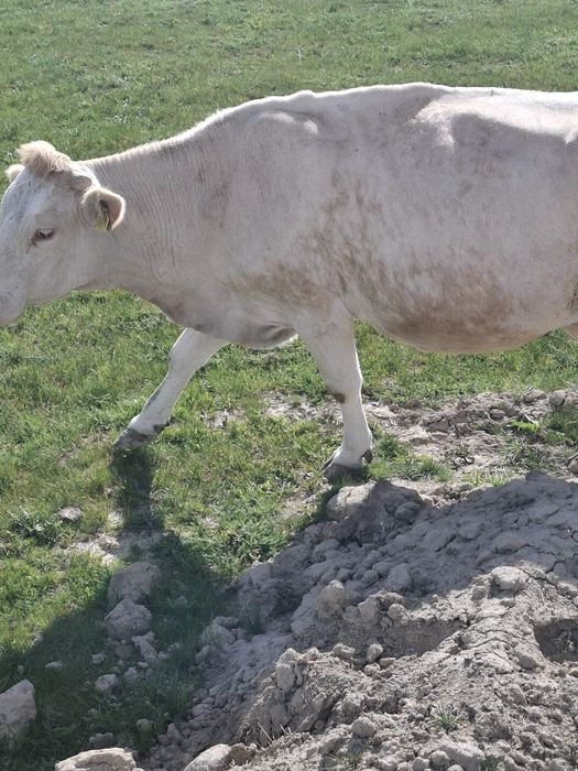 Vând vaca gestantă