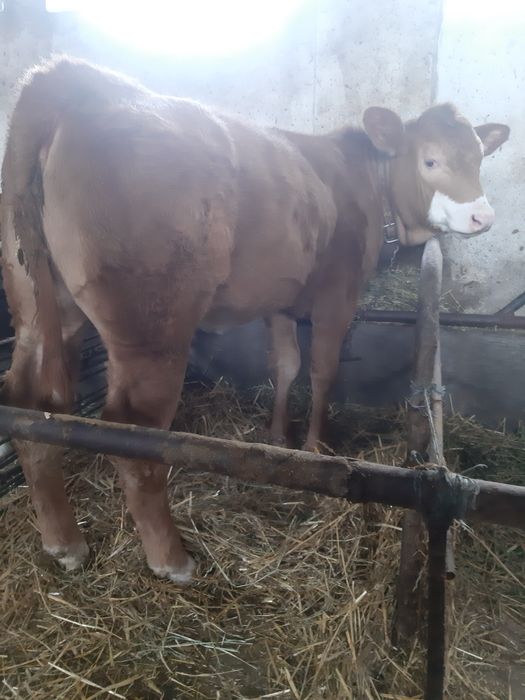 DE VANZARE Vitea  in varsta de 4,5 luni.