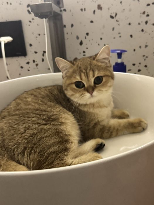 Котенок шиншилла 3 месяца