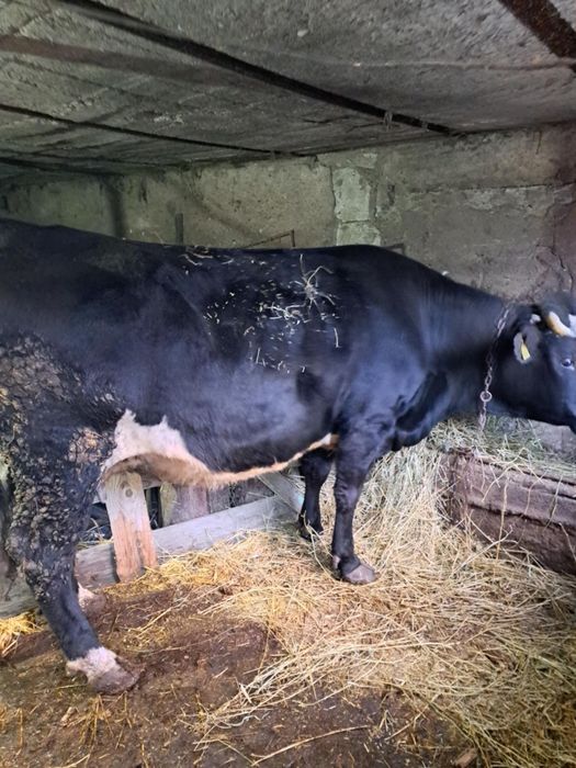 Vând vaca gestanta în 7 pe a opta luna