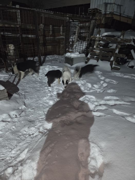 Щенки Алабая хорошые