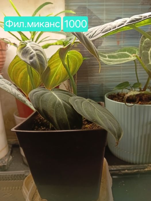 Комнатные цветы продам