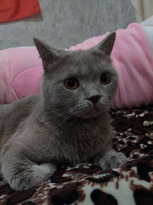 Отдам кошку в хорошие руки