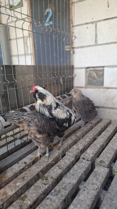 Gaini Araucana argintiu de   2+1