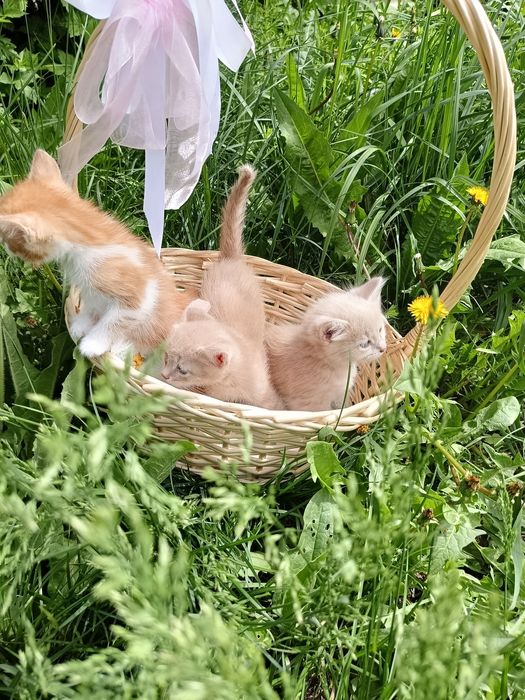 Отдам в добрые руки котят.