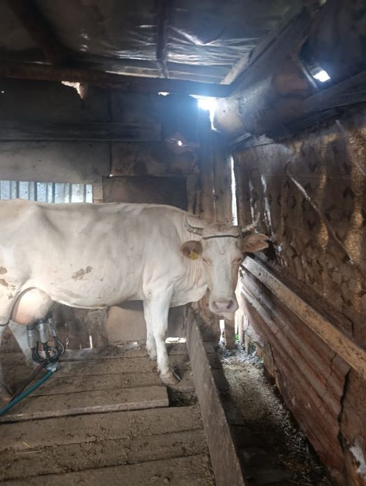 Продам Коровы, телочки телят