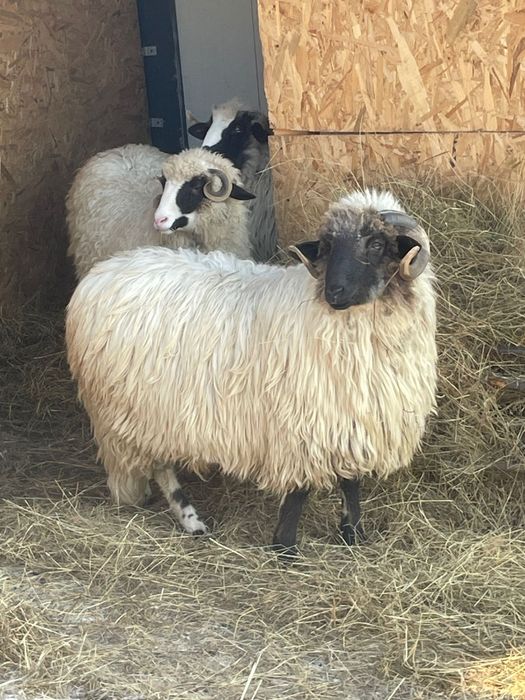 Berbec Turcana Breaza