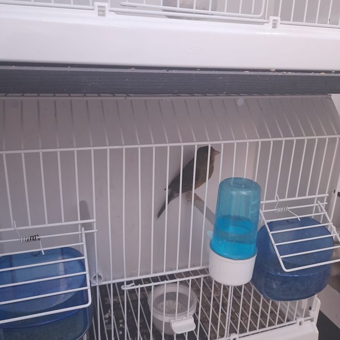 Vând Timbrado spaniol