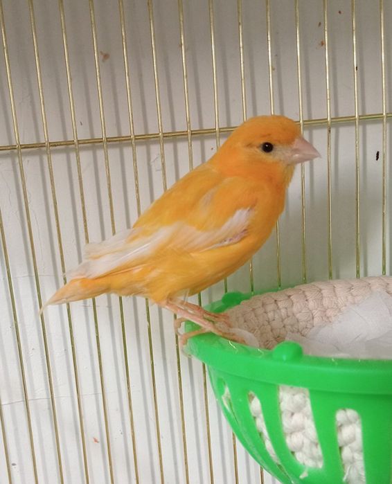 Kanareka savzi rang moda bez petno sotladi