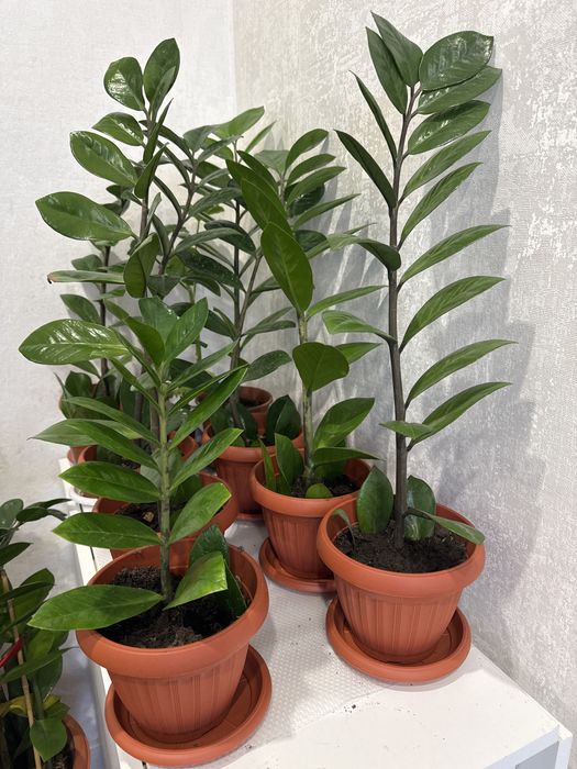 Уветок денежное дерево